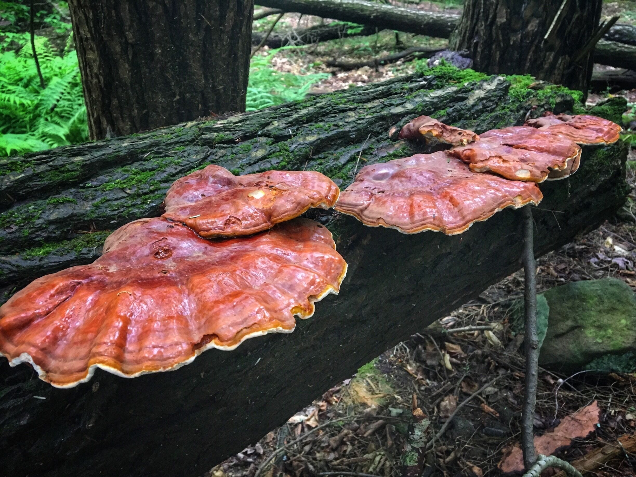 Found these interesting and beautiful mushrooms or lichens not really sure, while hiking the Bear Caves trail in the Quaker area of the park.