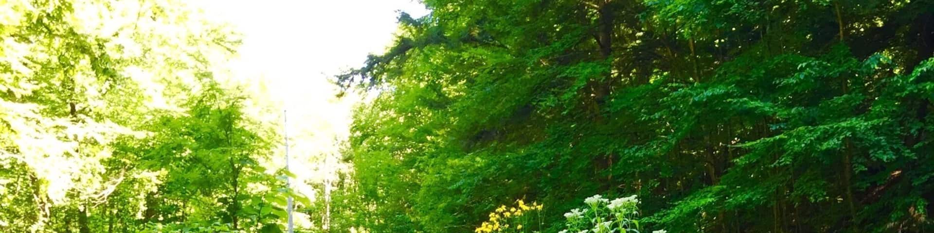 One of the many streams that flow through the park