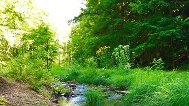 One of the many streams that flow through the park