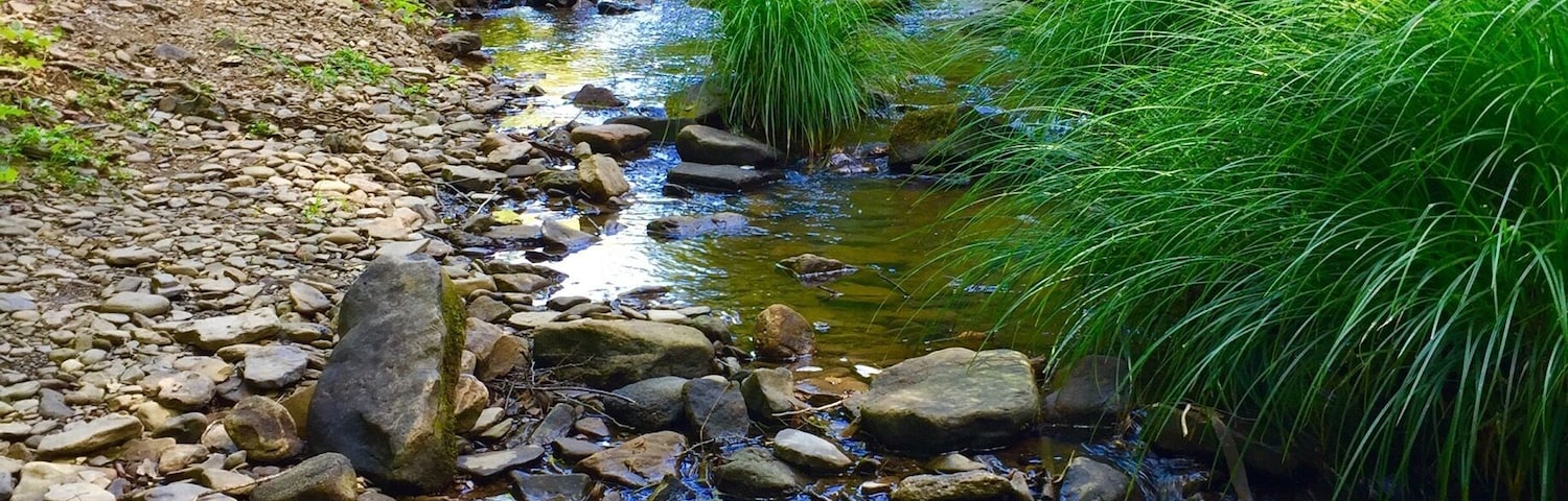 One of the many streams that flow through the park