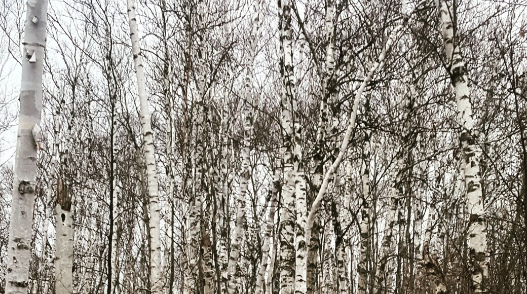 Before the forest erupts with greens, it is so many shades of dreary.
Yet, the trail is as inviting as ever.
#Takeahike