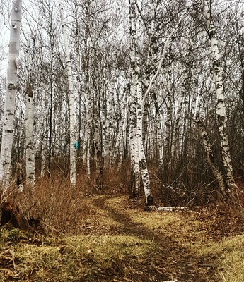 Before the forest erupts with greens, it is so many shades of dreary.
Yet, the trail is as inviting as ever.
#Takeahike