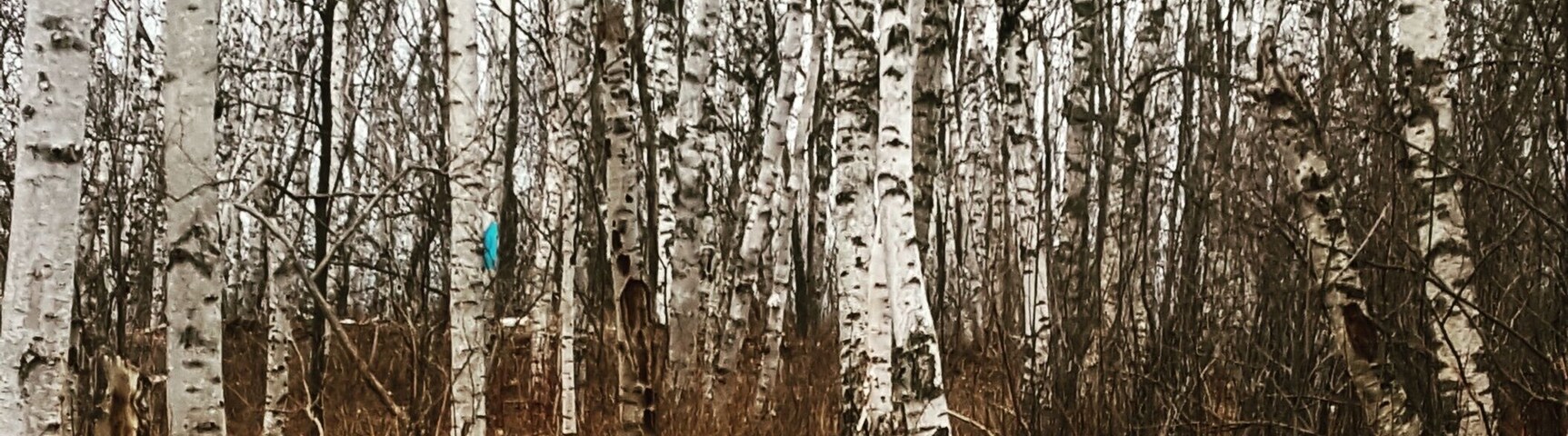 Before the forest erupts with greens, it is so many shades of dreary.
Yet, the trail is as inviting as ever.
#Takeahike