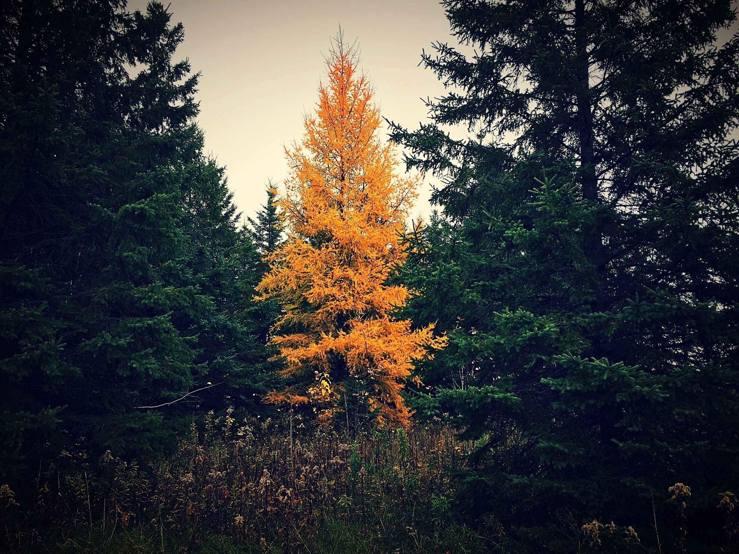 Tamaracks are the best part of #fall in Northern MN! #fallcolors #leaveschange #OnlyinMN