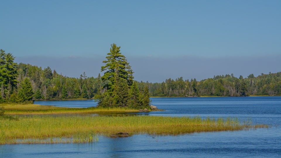 A calm lake surrounded by dense forest and a prominent evergreen tree.