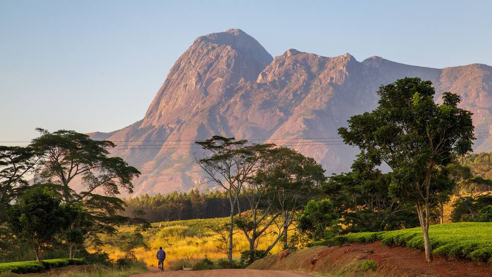 A dirt road with a cyclist, surrounded by trees and a mountain in the background.