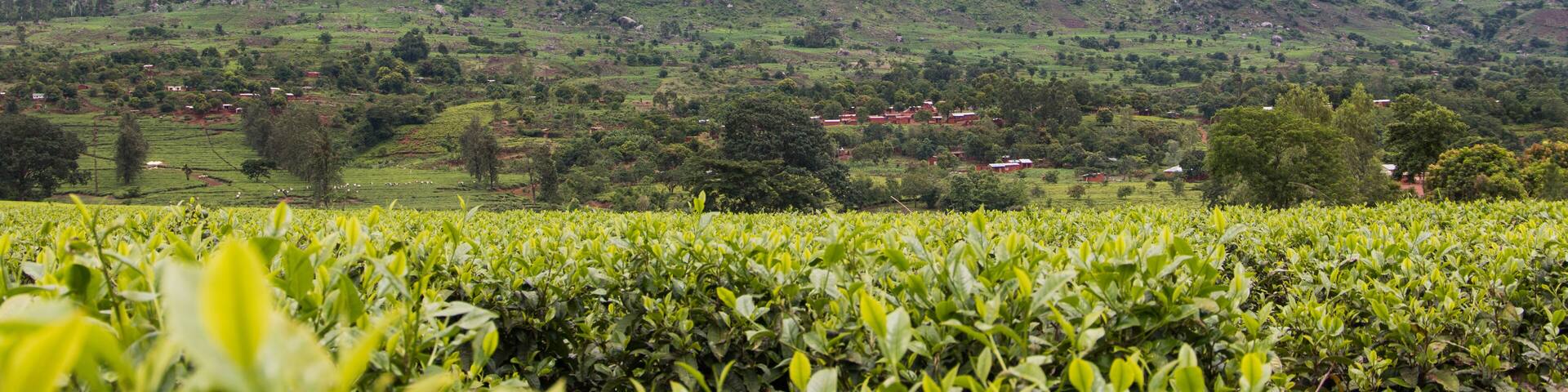 Cloudy sky with Mount Mulanje and tea plantations at the foot of the mountain.