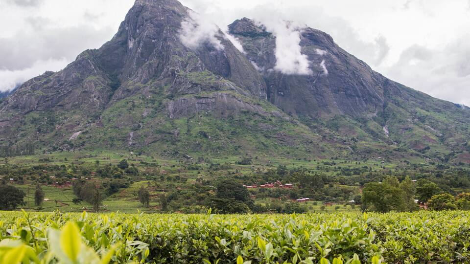 A mountain with lush green vegetation and a tea plantation in the foreground.