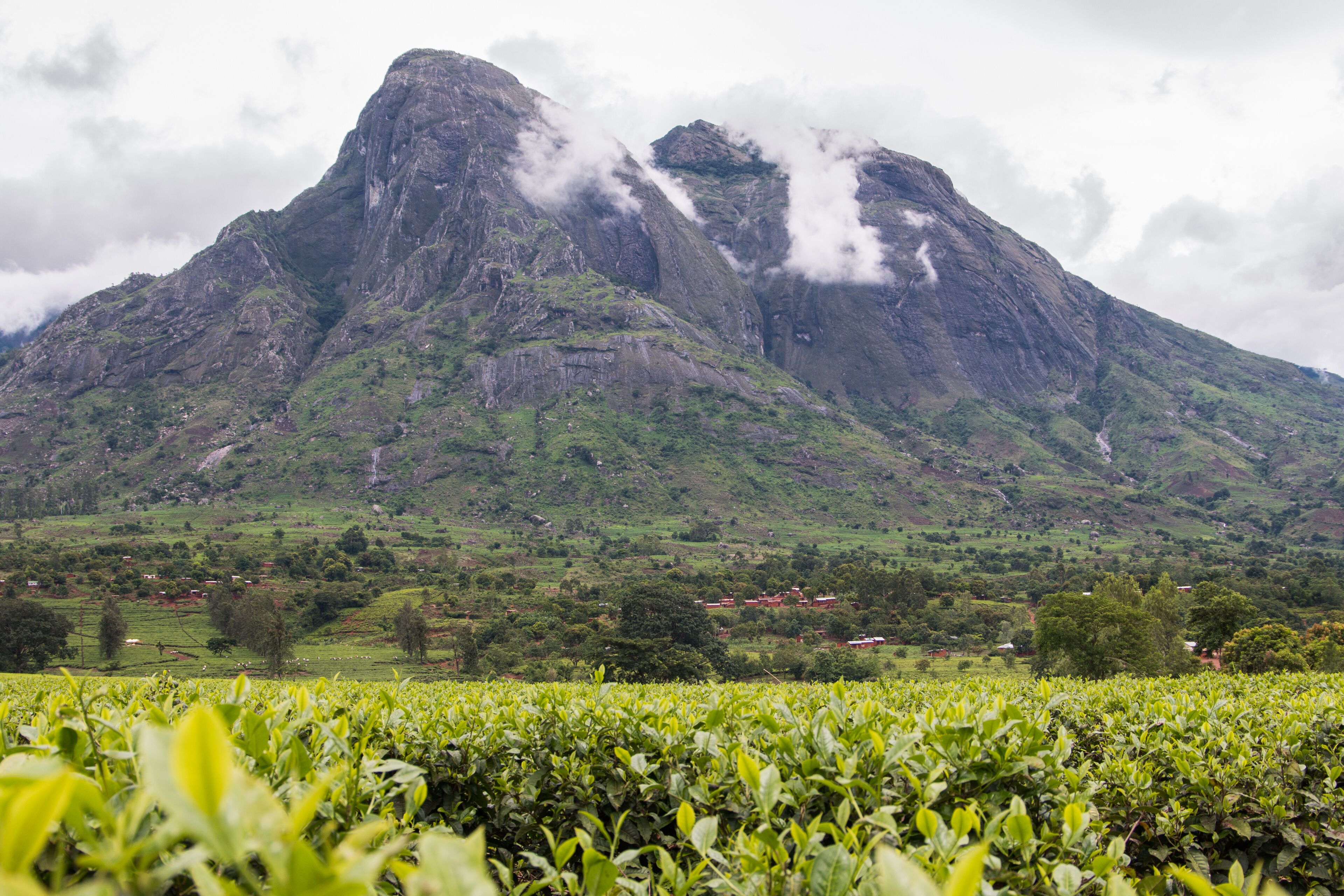 A mountain with lush green vegetation and a tea plantation in the foreground.