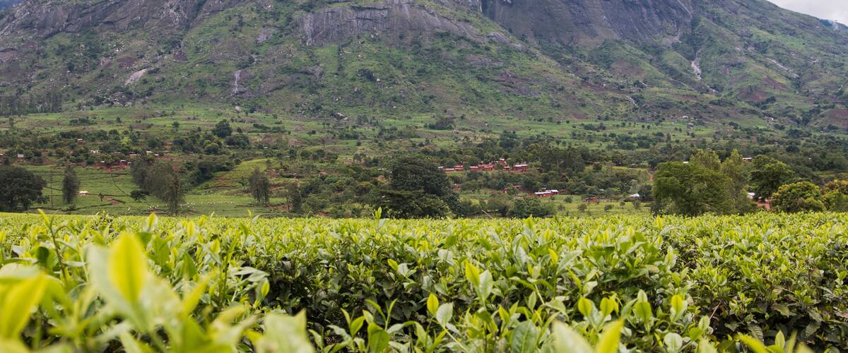 A mountain with lush green vegetation and a tea plantation in the foreground.