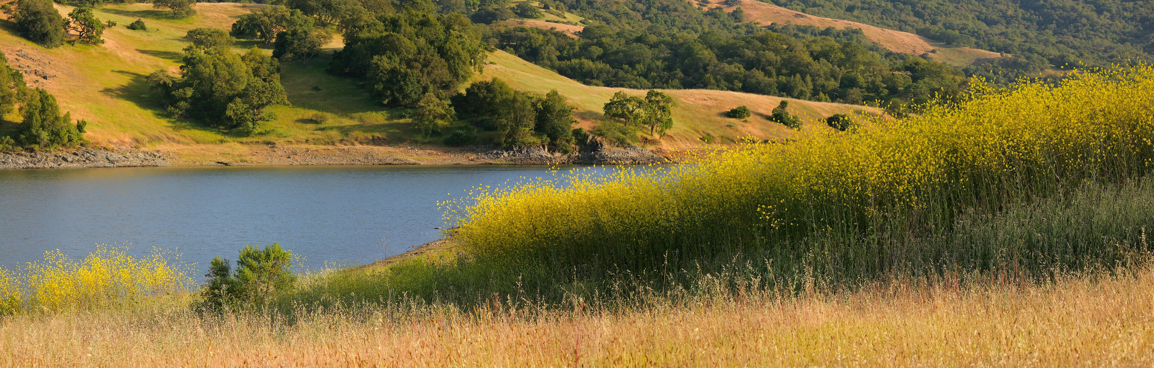 A lake surrounded by hills with trees and yellow wildflowers.