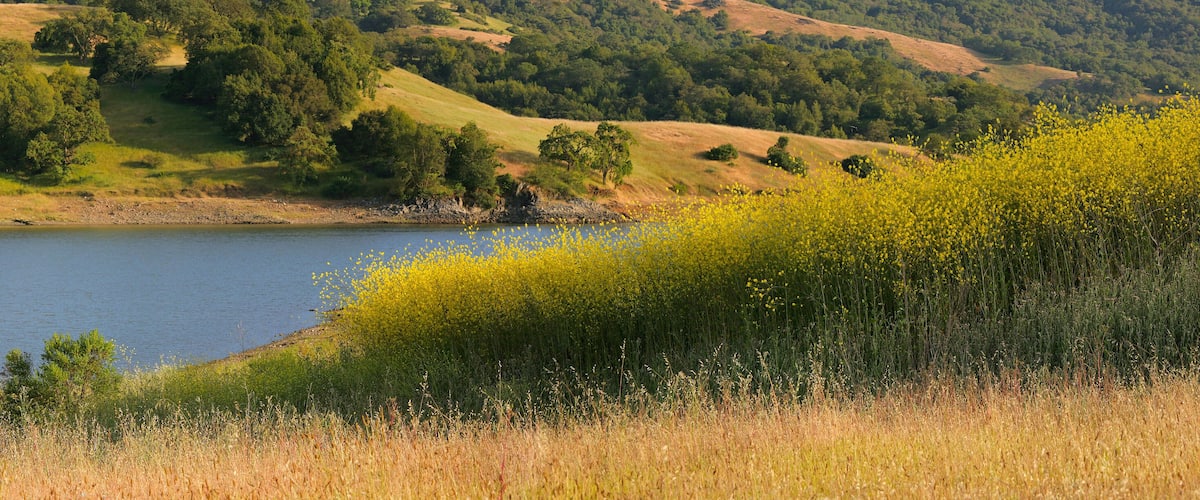 A lake surrounded by hills with trees and yellow wildflowers.