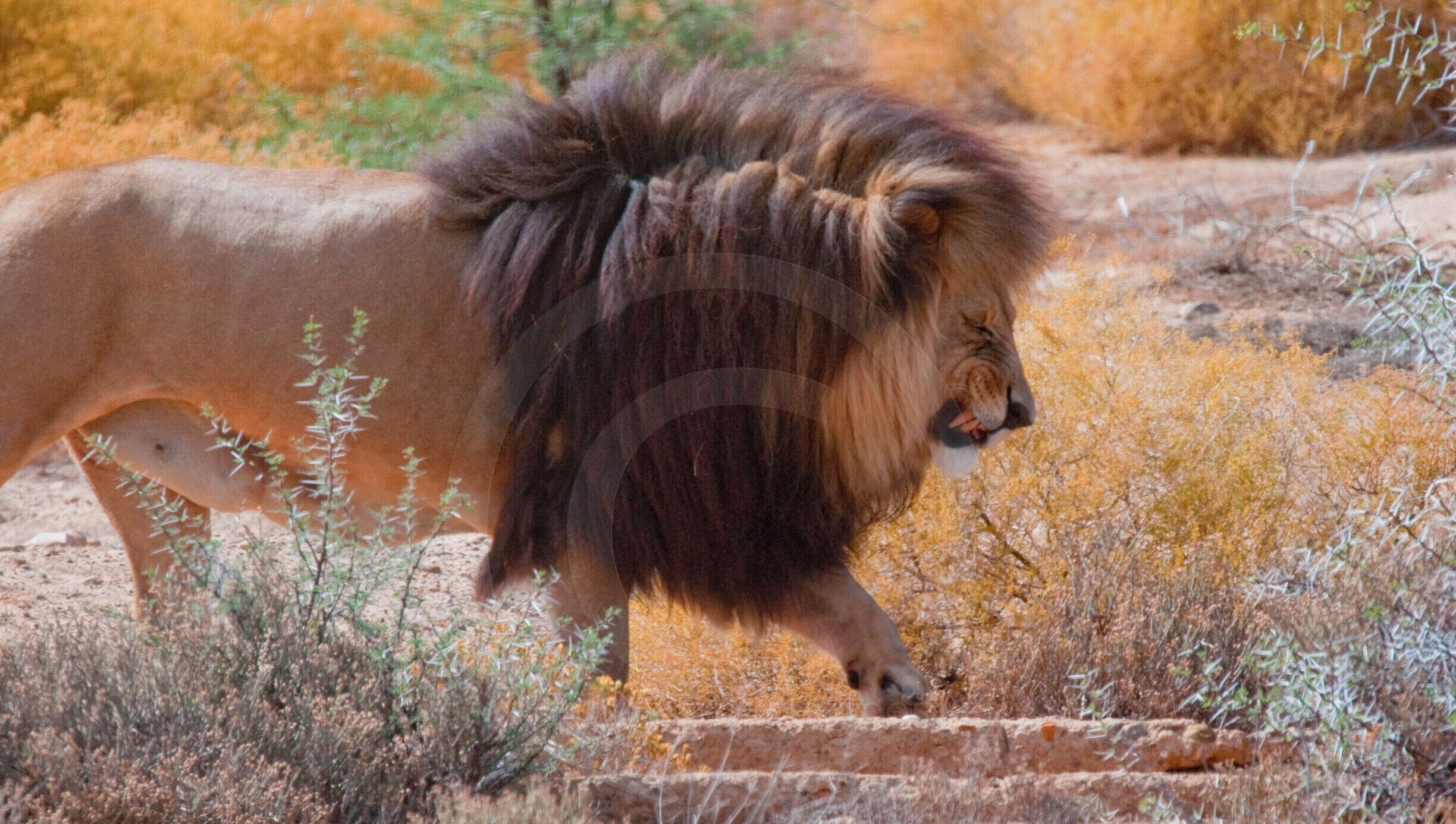 We were few steps away from this lion. Looking at its expression sent chill down our spines. Our guide quick drove us away to minimise any danger. It was an exhilarating experience! #lion #safari #wild #anger #danger