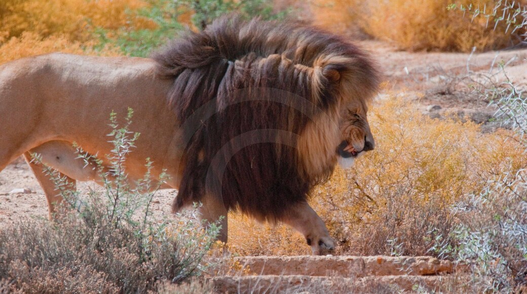 We were few steps away from this lion. Looking at its expression sent chill down our spines. Our guide quick drove us away to minimise any danger. It was an exhilarating experience! #lion #safari #wild #anger #danger