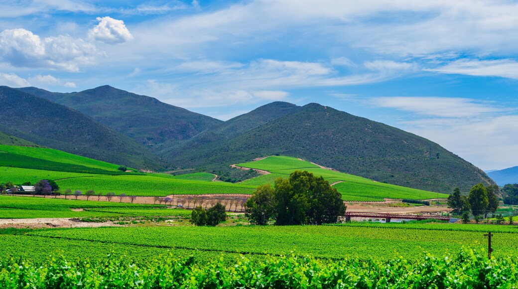 Panoramic view of Robertson wine valley with rolling hills and a bridge over the Breede River, Western Cape, South Africa