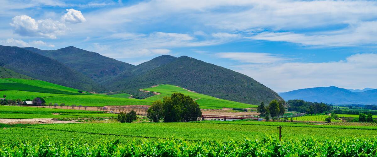 A vineyard with rolling hills and a mountain range in the background.