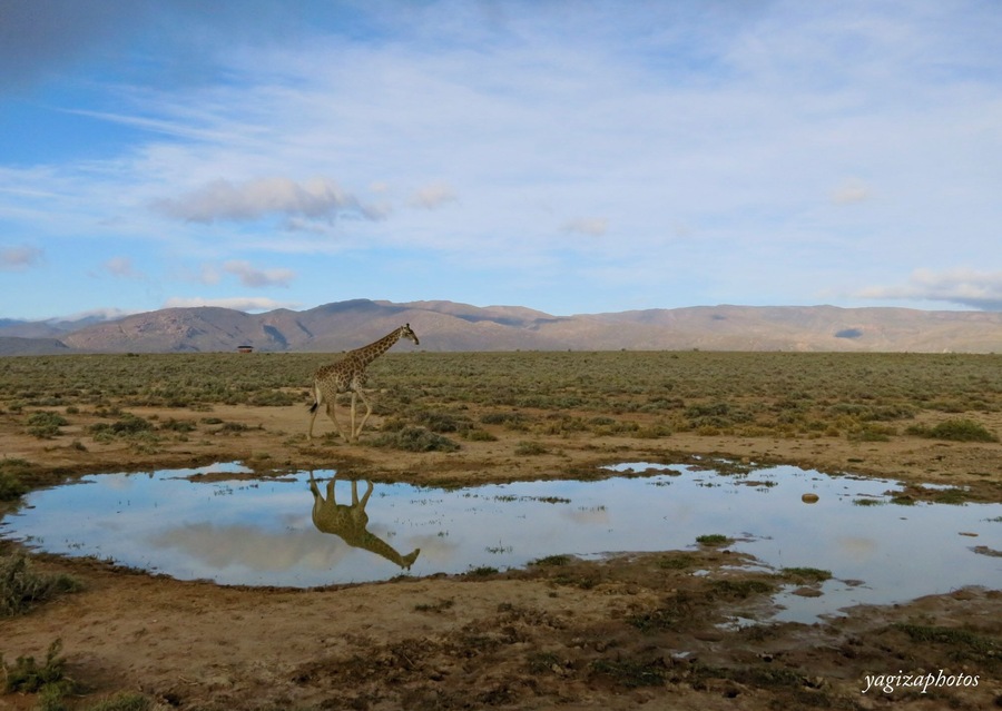 A reflection of the sky, clouds, and the giraffe. This picture reflects simple bliss while embracing nature. #giraffe #reflection #safari #africa #wildlife #animal