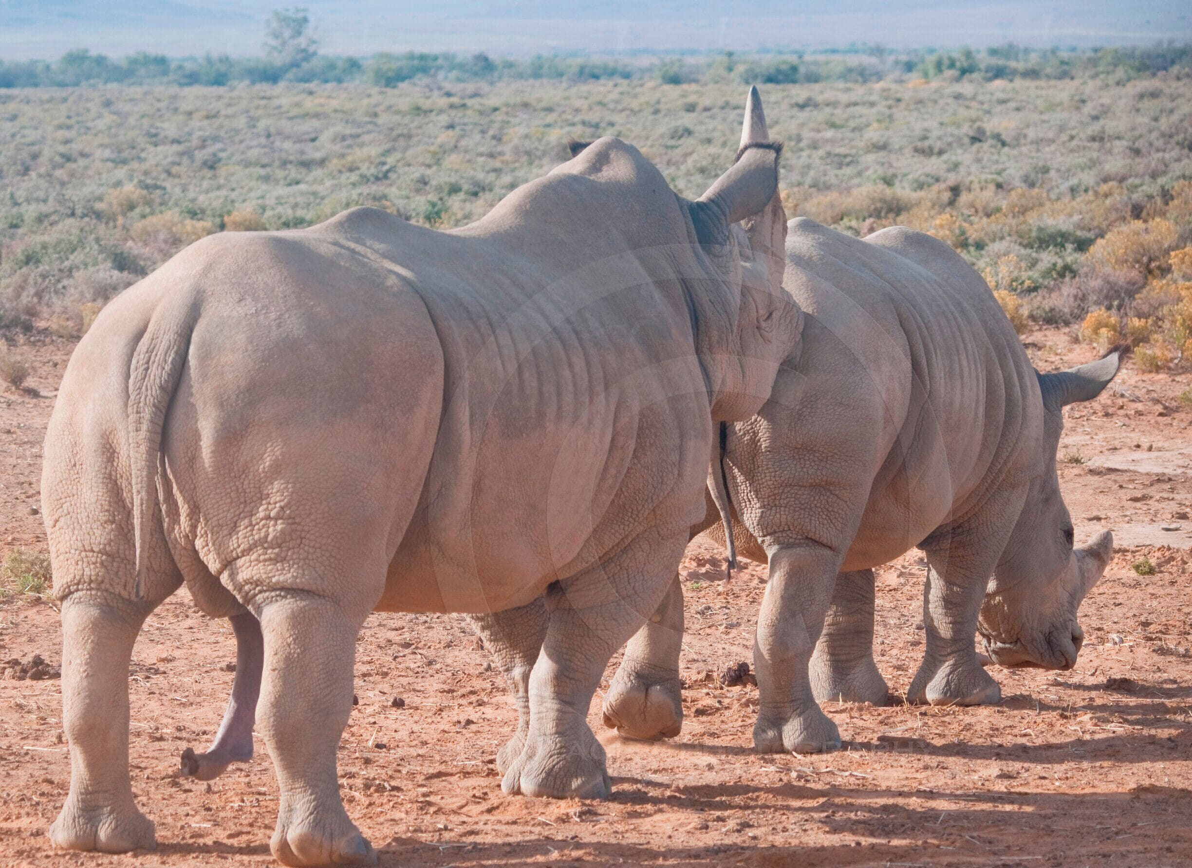 It took us the last game drive that we saw this event. Mating-in-progress. Too bad in the end the male rhino did not get what it wanted haha #rhinocerous #wild #animal #africa #mating