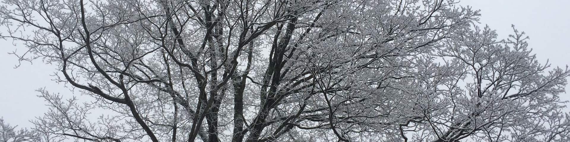 An icy, snowy gray morning near Allegany National Forest