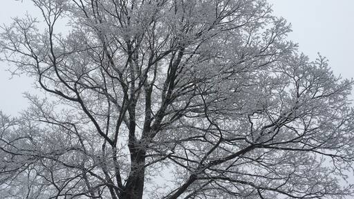 An icy, snowy gray morning near Allegany National Forest