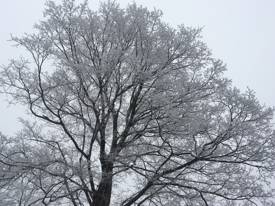 An icy, snowy gray morning near Allegany National Forest