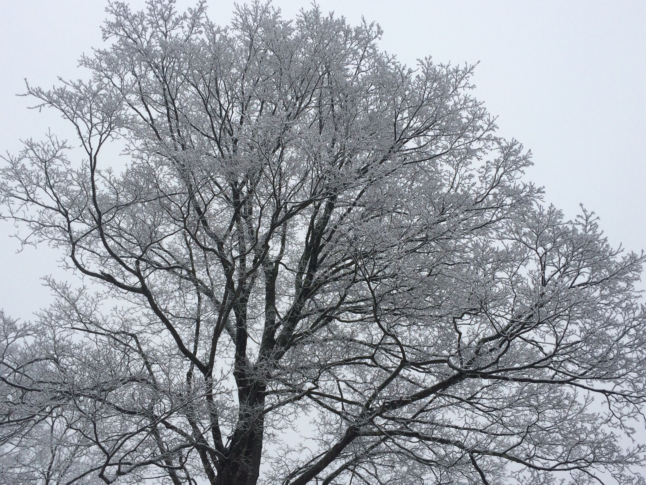 A large, leafless tree with a dense canopy of branches covered in snow.