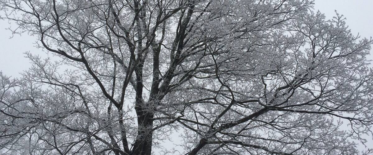A large, leafless tree with a dense canopy of branches covered in snow.