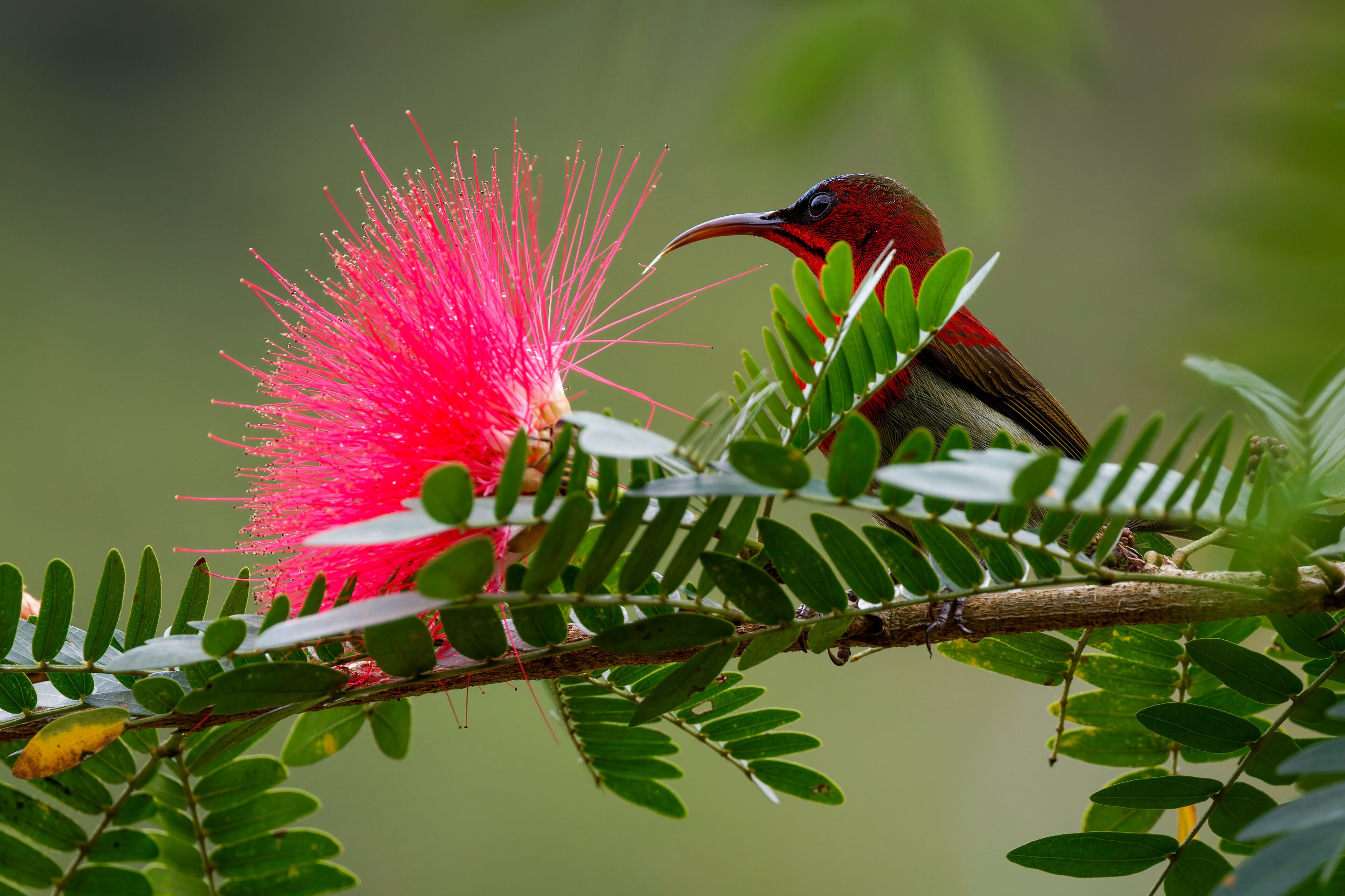 bird on a flower ( crimson sunbird)