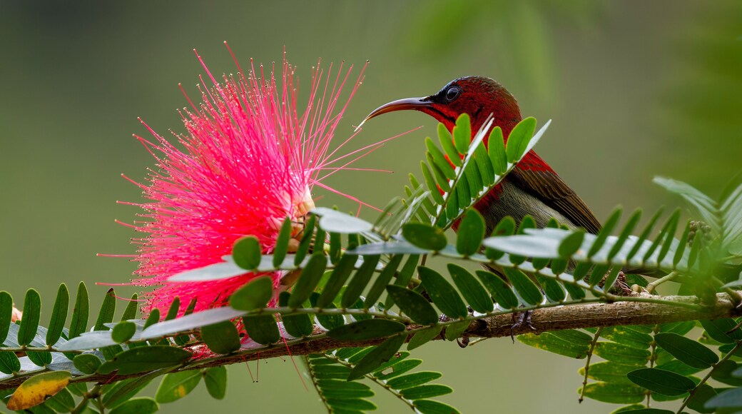 bird on a flower ( crimson sunbird)