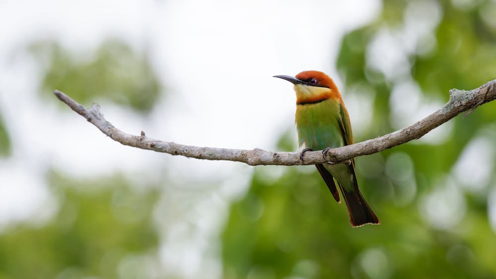 Chestnut headed bee-eater