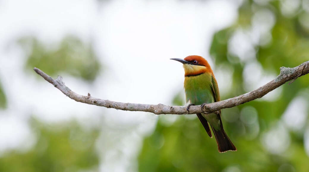 Chestnut headed bee-eater