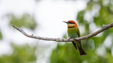 A bird perched on a branch.