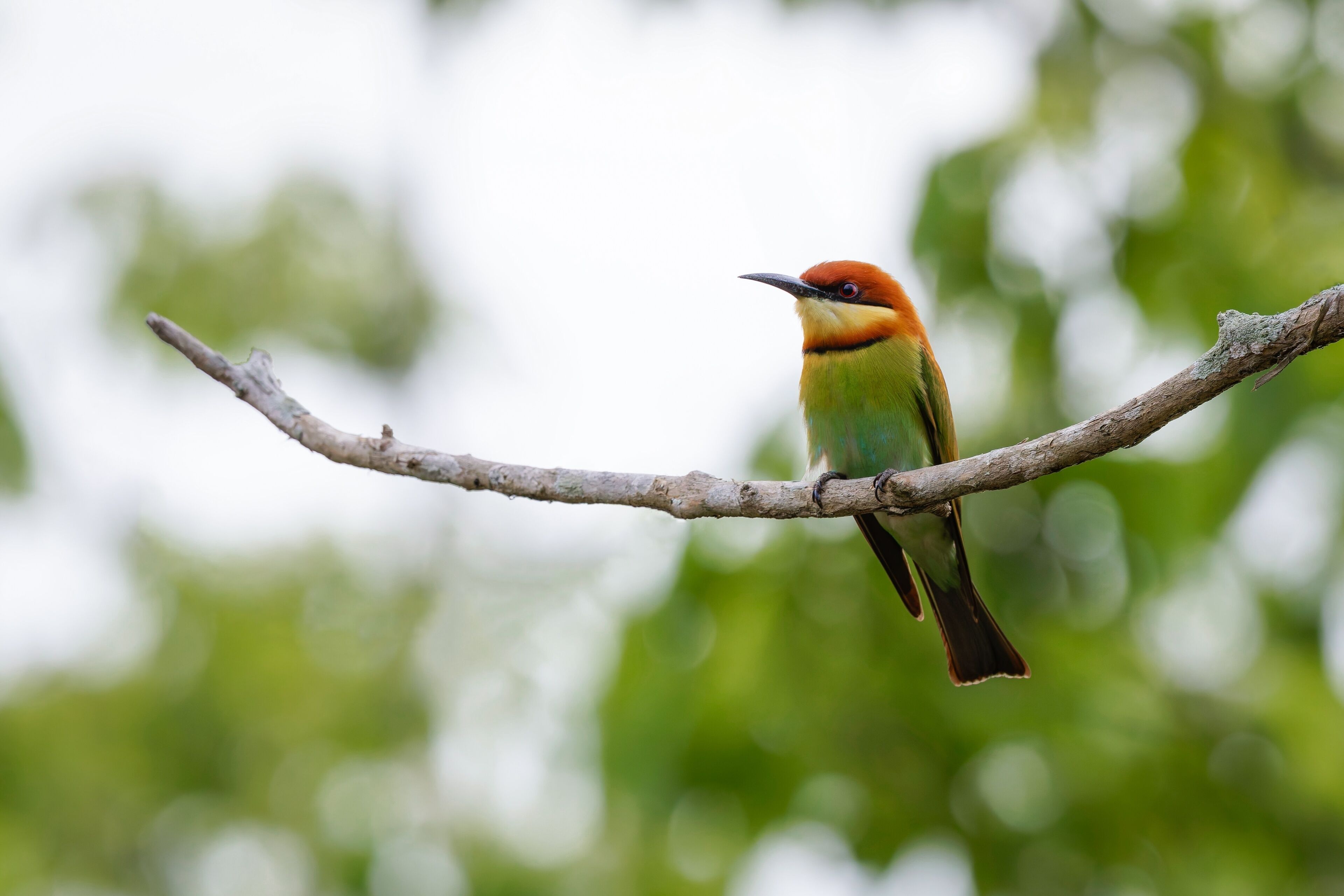 A bird perched on a branch.