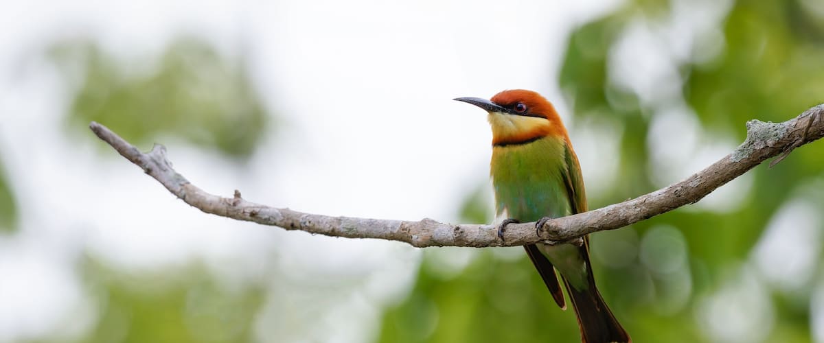 A bird perched on a branch.