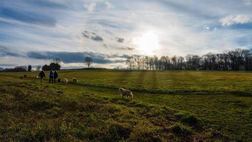photograph of friends and their dogs walking across a farm with the setting sun