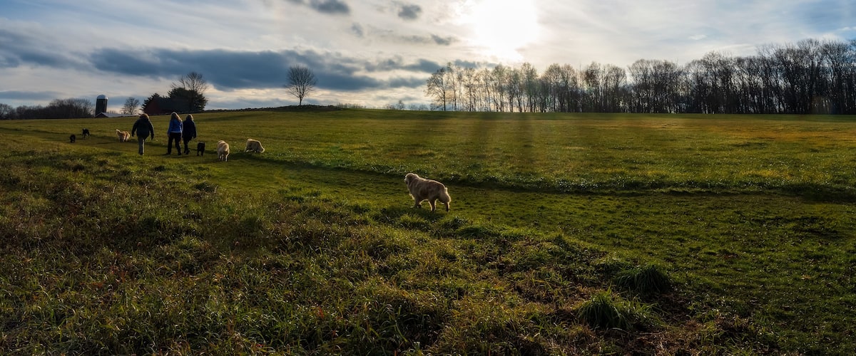 A grassy field with sheep and people walking.
