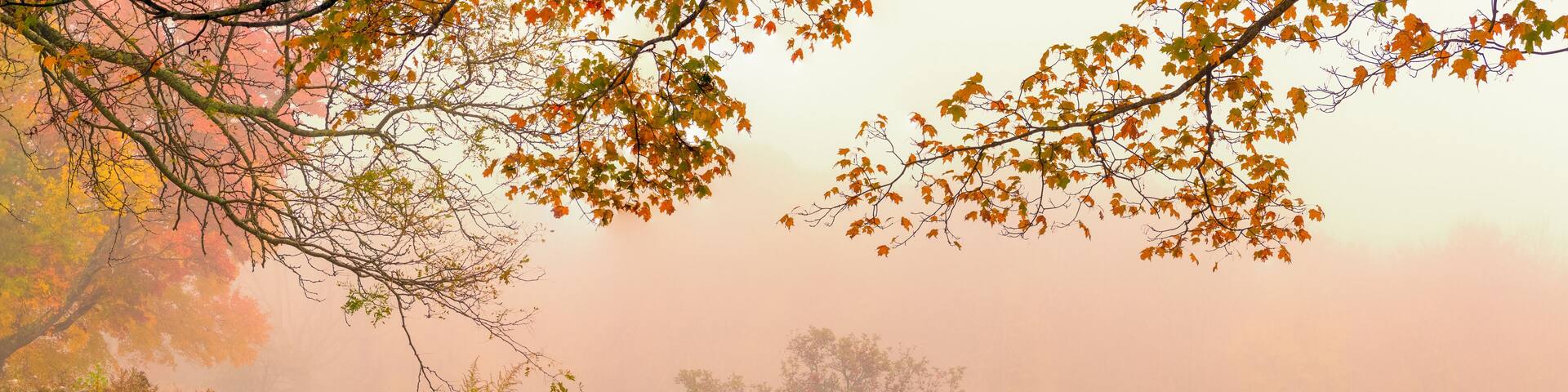 photograph of a misty autumnal day with foliage leaves on the ground and the distant forest covered in mist.