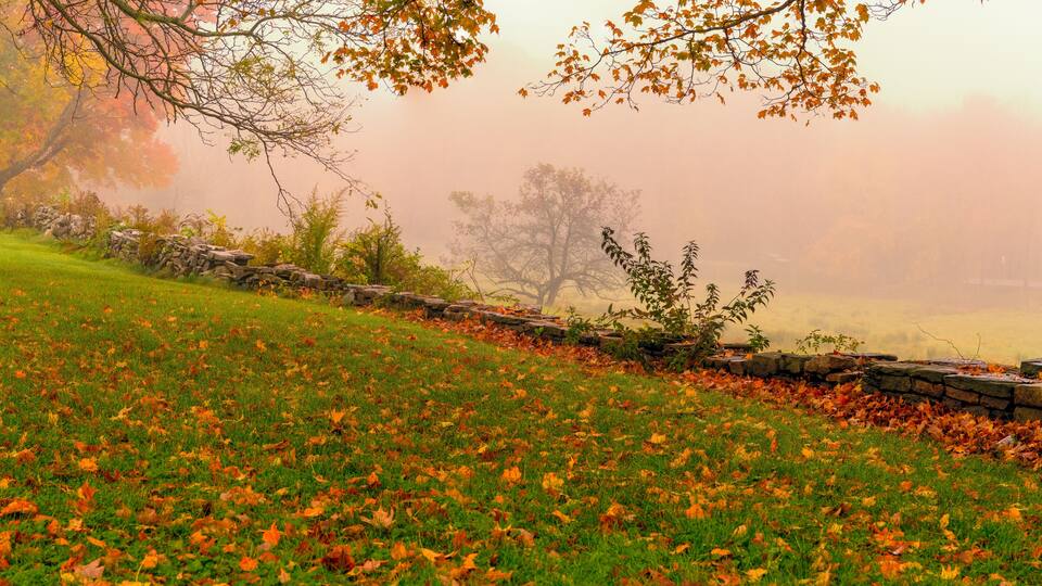 A grassy field with scattered autumn leaves, a stone wall, and a tree in the background.