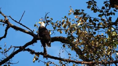 watching the salmon passing by