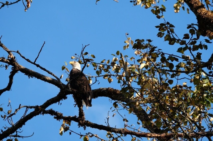 watching the salmon passing by