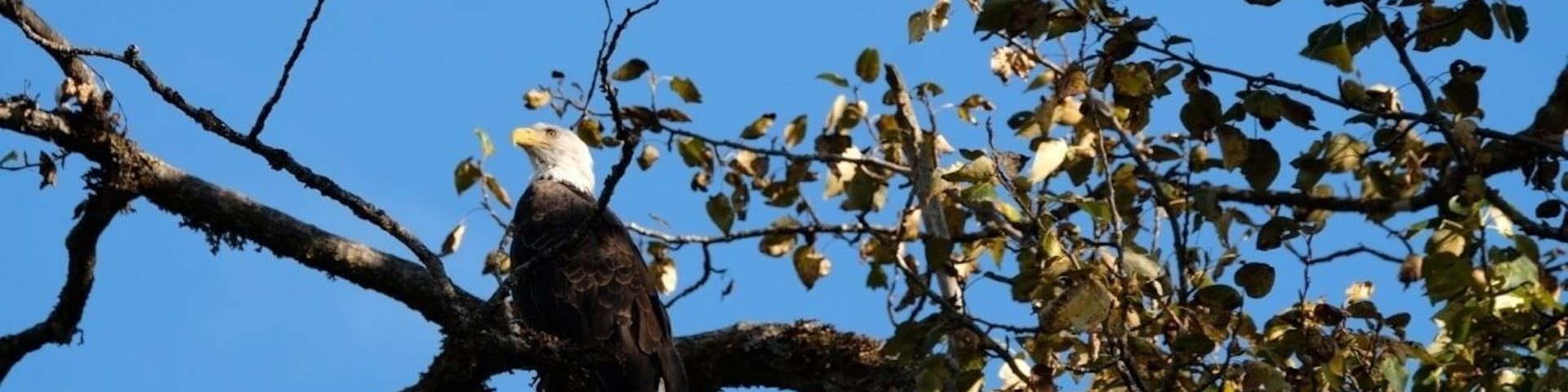 watching the salmon passing by