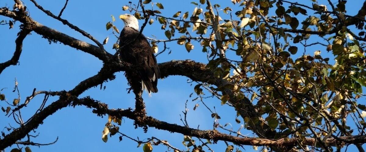 An eagle perched on a tree branch with a clear blue sky in the background.