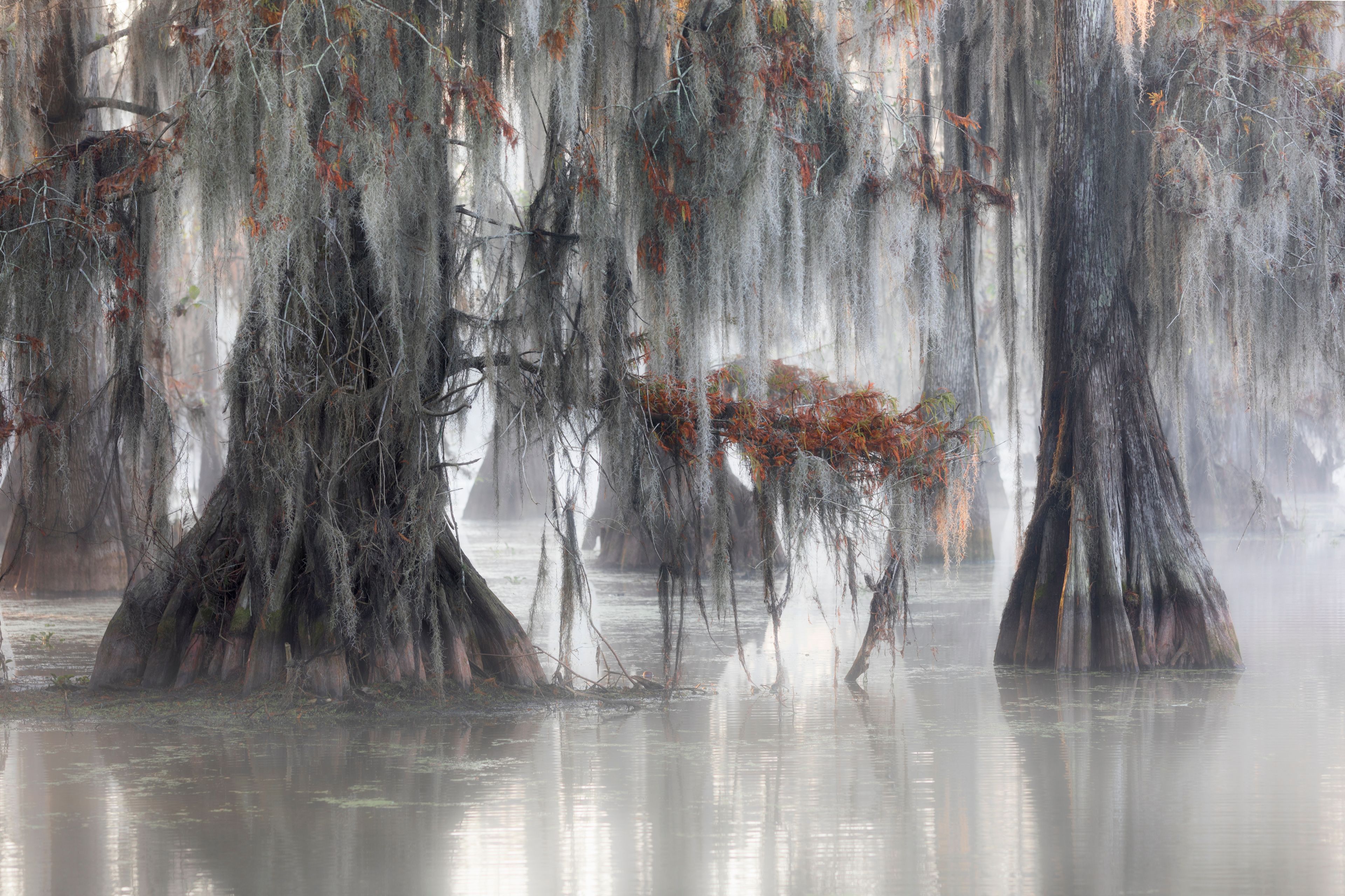 Bald cypresses (Taxodium distichum); Lake Martin, Breaux Bridge, Atchafalaya Basin, Southern United States, USA; North America