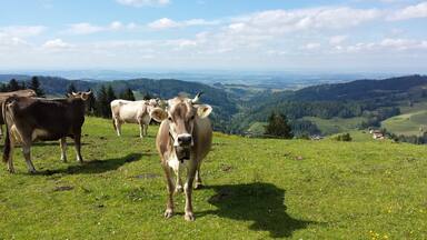 NO EDITING: view from beside the restaurant on the Sitz. An amazing hill with this beautiful view. Check out Switzerland