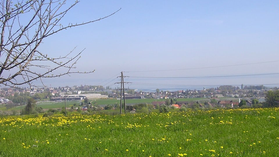 A green field with yellow flowers, a leafless tree, and a distant town.