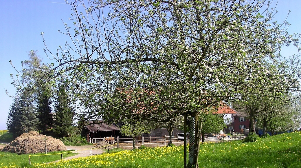 Bodenseeregion im Frühling