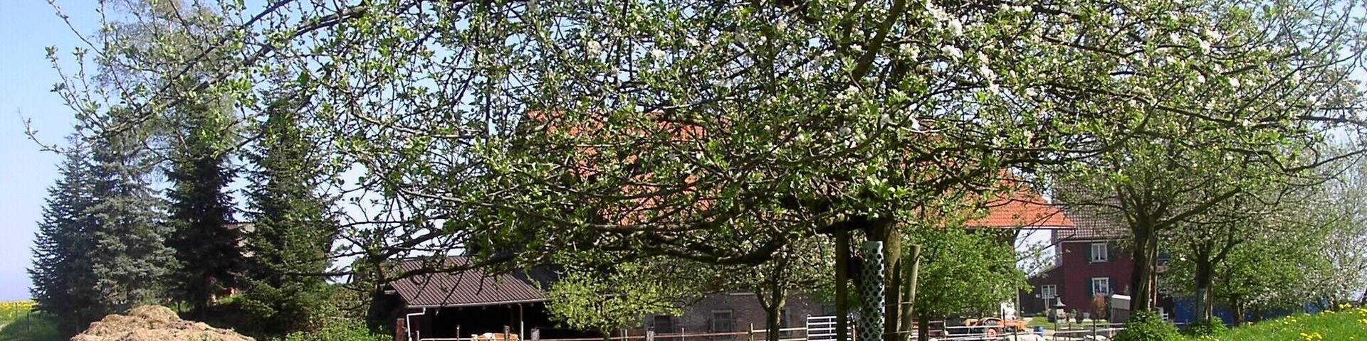 Bodenseeregion im Frühling