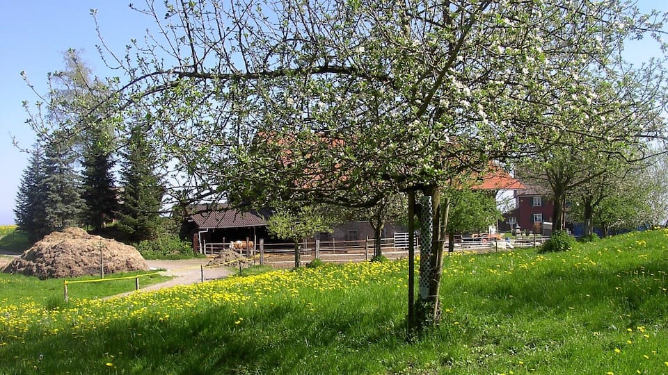 A rural landscape with a tree, a barn, and a house.