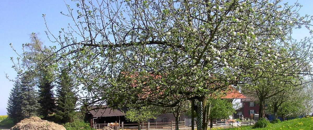 A rural landscape with a tree, a barn, and a house.