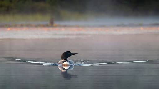A loon swimming in early morning toward camera, looking to the side on a calm lake with a defined wake